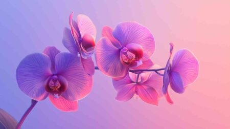 Kodėl krenta orchidėjų žiedai ir ką daryti, kad orchidėjos žydėtų ilgiau? Orchidėjos žydėjimas